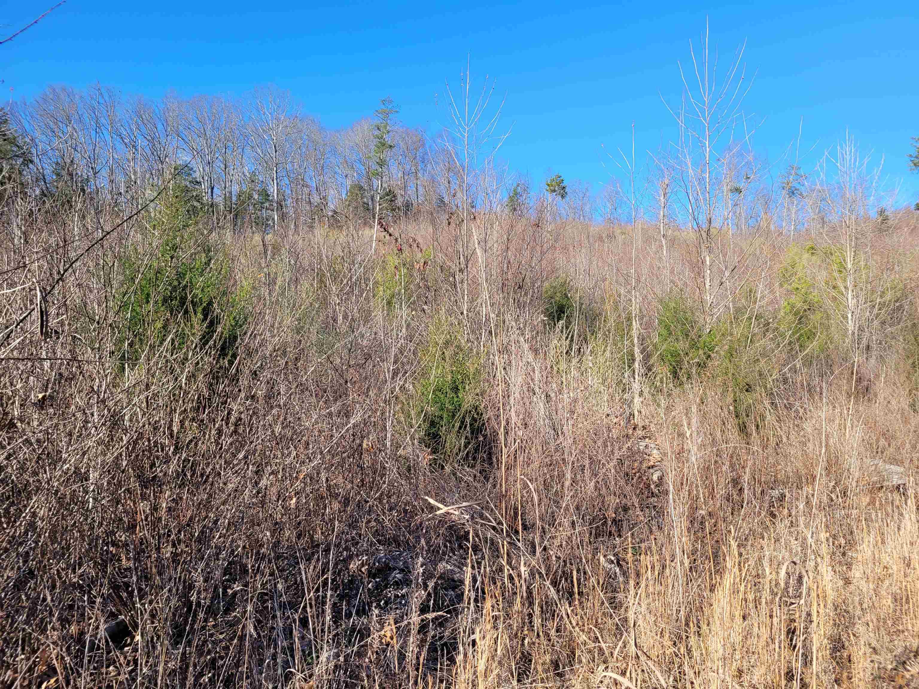 1 Whiteoak Road West Linden, TN 37096 - Photo 12 of 28 View of undeveloped land