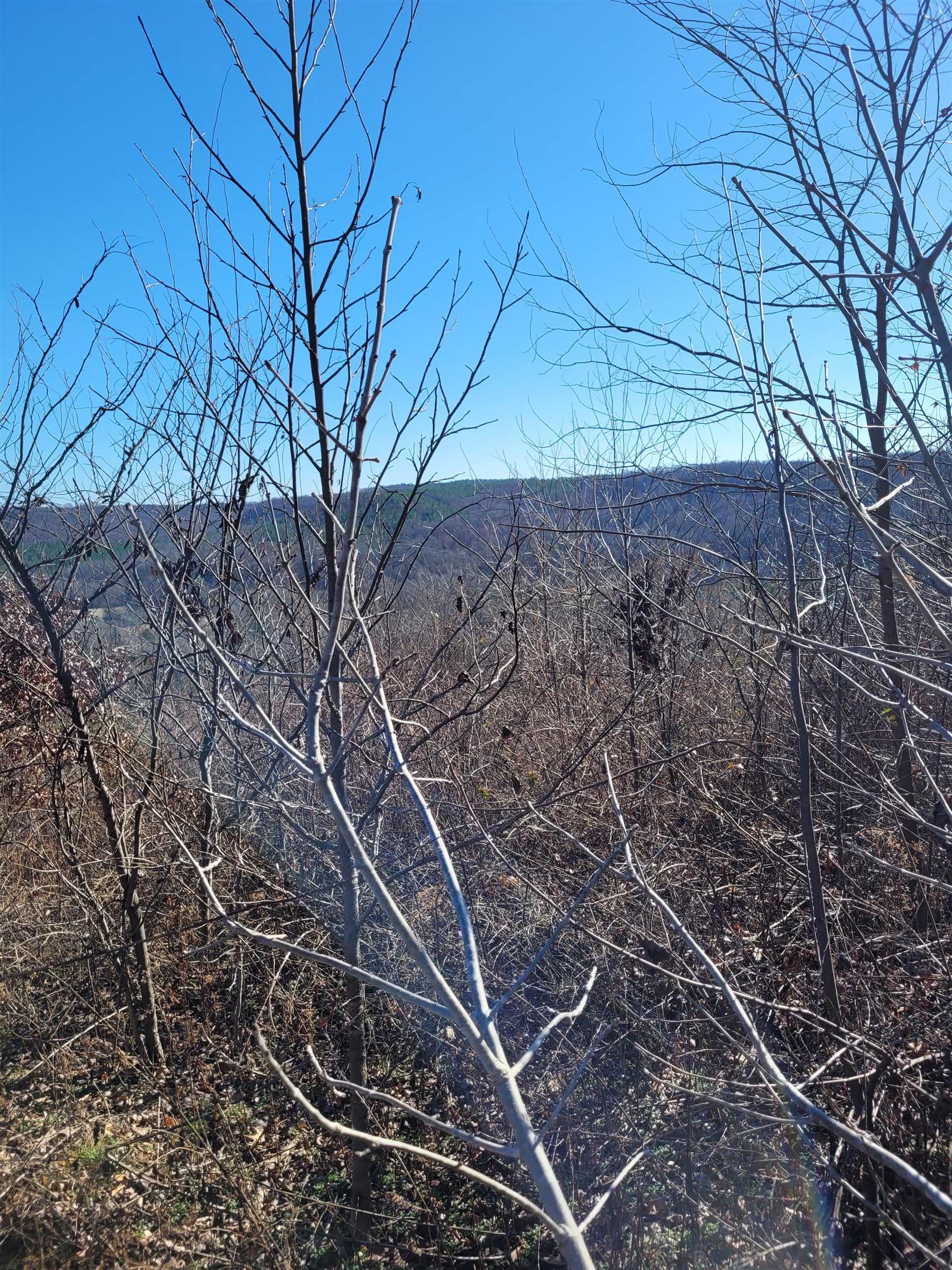 1 Whiteoak Road West Linden, TN 37096 - Photo 13 of 28 View of mountain backdrop