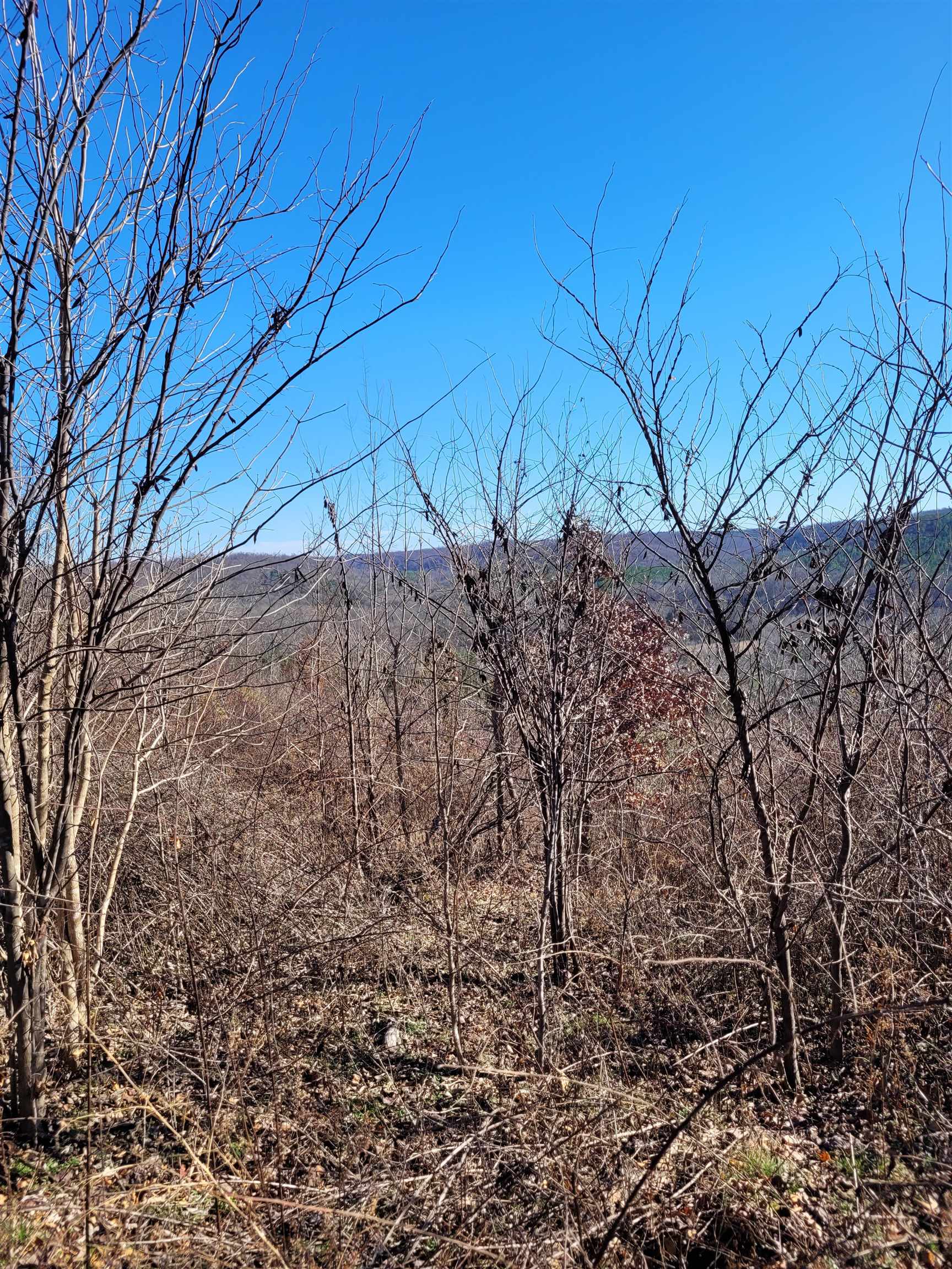 1 Whiteoak Road West Linden, TN 37096 - Photo 14 of 28 Mountain view