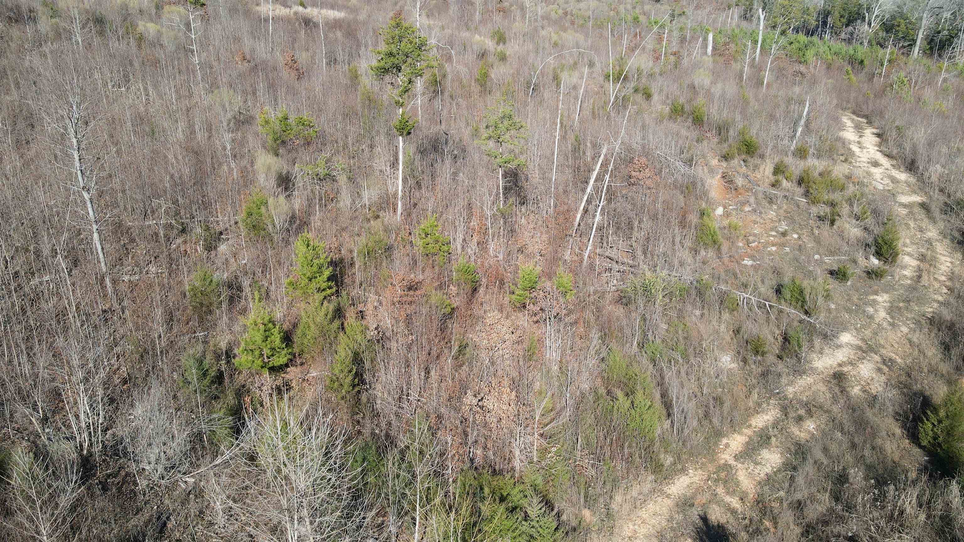 1 Whiteoak Road West Linden, TN 37096 - Photo 20 of 28 Drone / aerial view