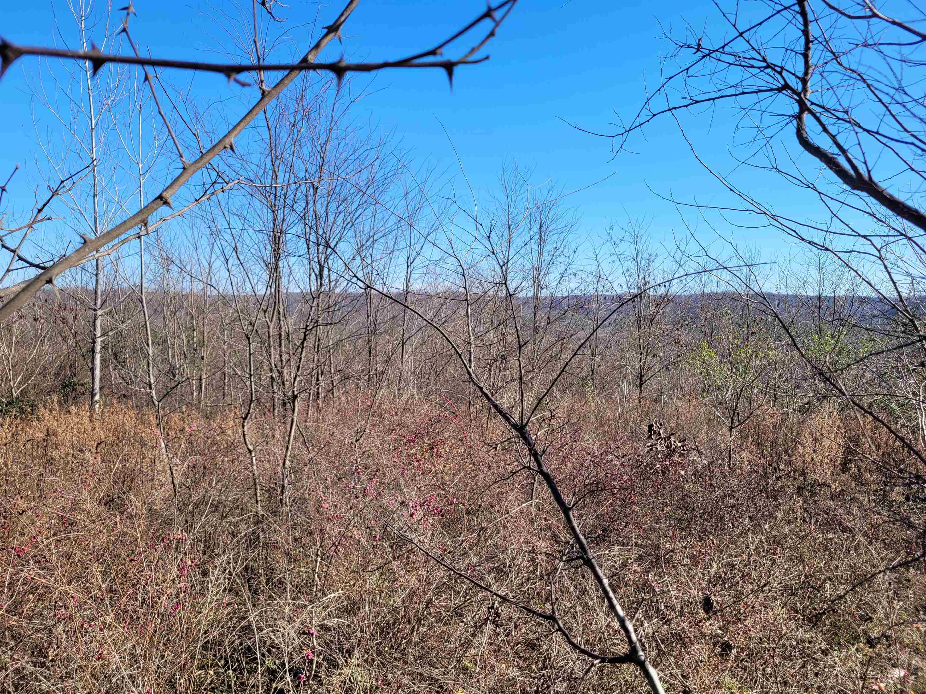 1 Whiteoak Road West Linden, TN 37096 - Photo 3 of 28 View of undeveloped land