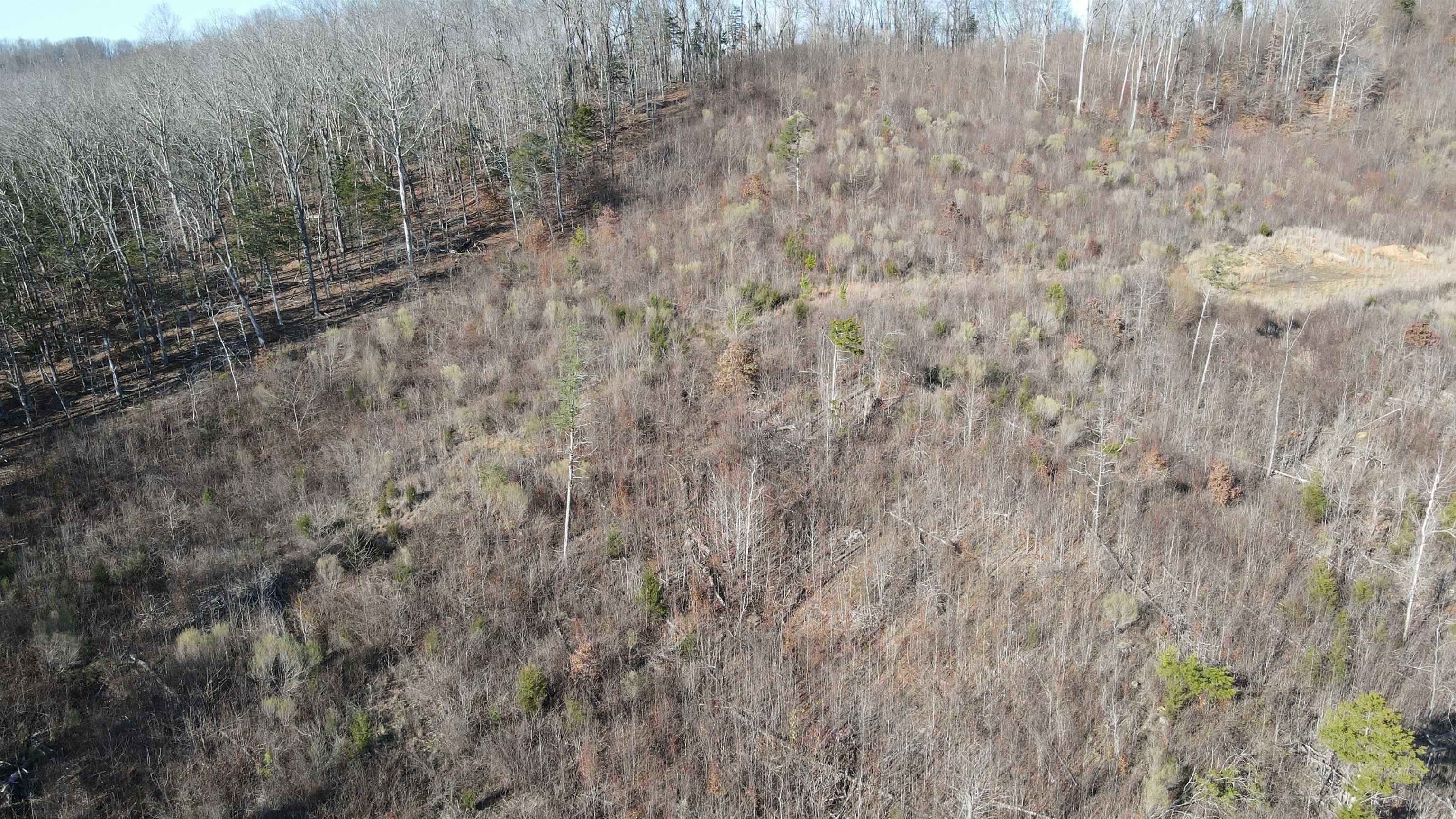 1 Whiteoak Road West Linden, TN 37096 - Photo 4 of 28 View of property location with a heavily wooded area