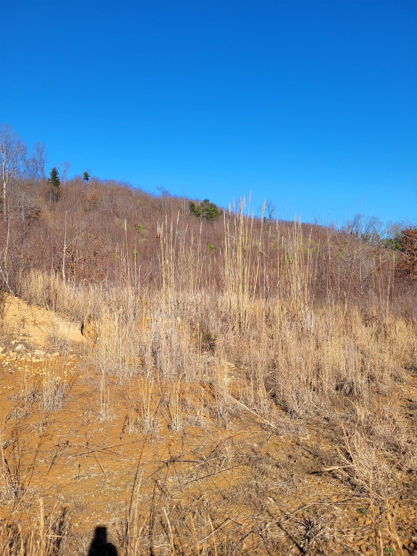 1 Whiteoak Road West Linden, TN 37096 - Photo 6 of 28 View of undeveloped land