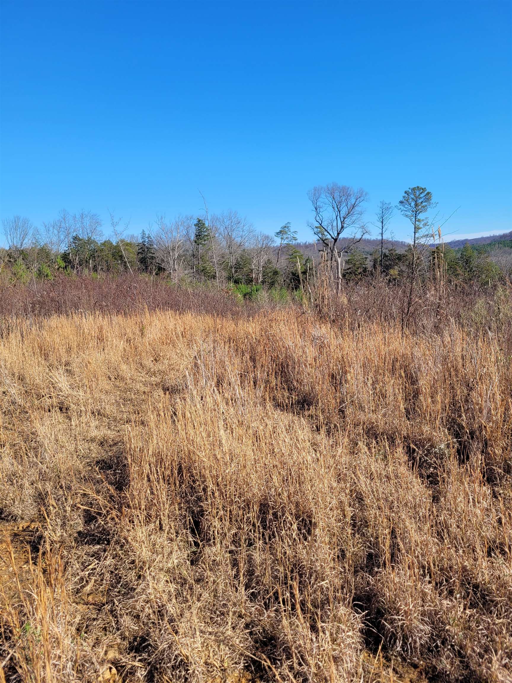 1 Whiteoak Road West Linden, TN 37096 - Photo 7 of 28 View of local wilderness