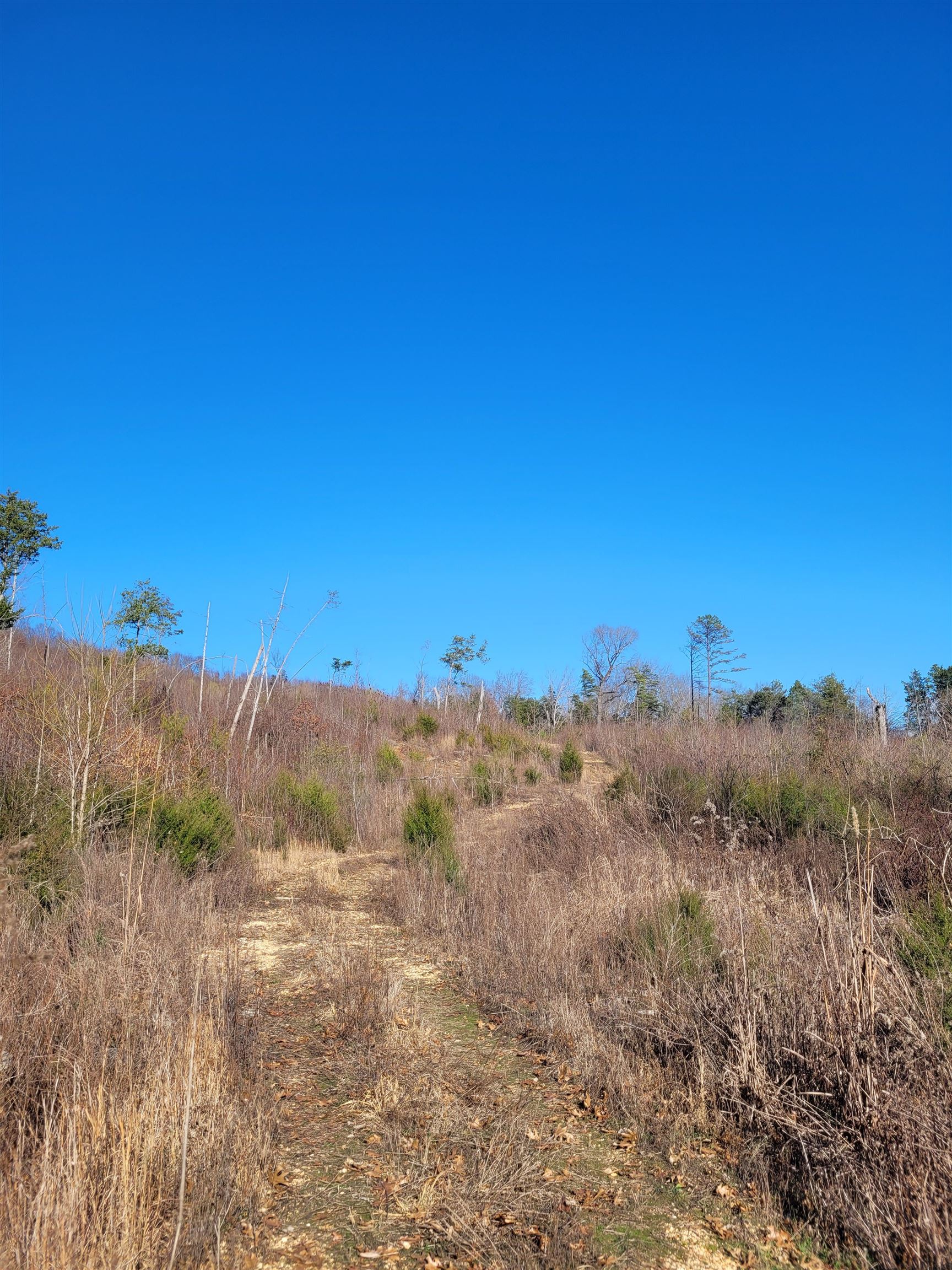 1 Whiteoak Road West Linden, TN 37096 - Photo 10 of 28 View of undeveloped land