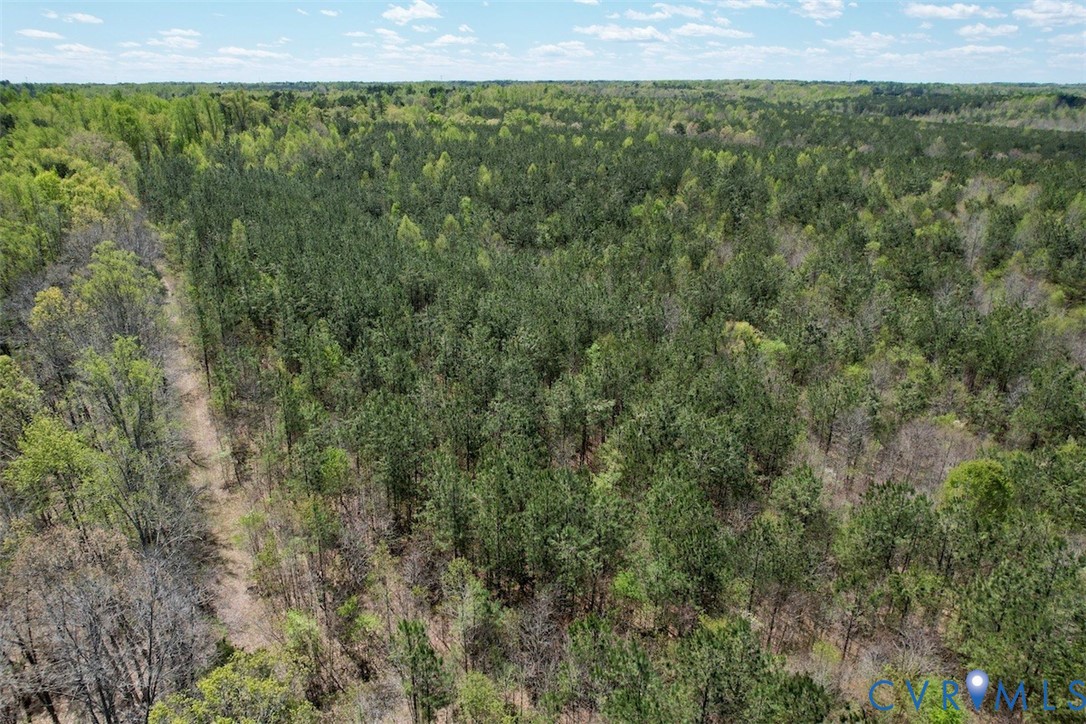 600 Mountain Hall Road Crewe, VA 23930 - Photo 46 of 49 a view of a forest from a yard