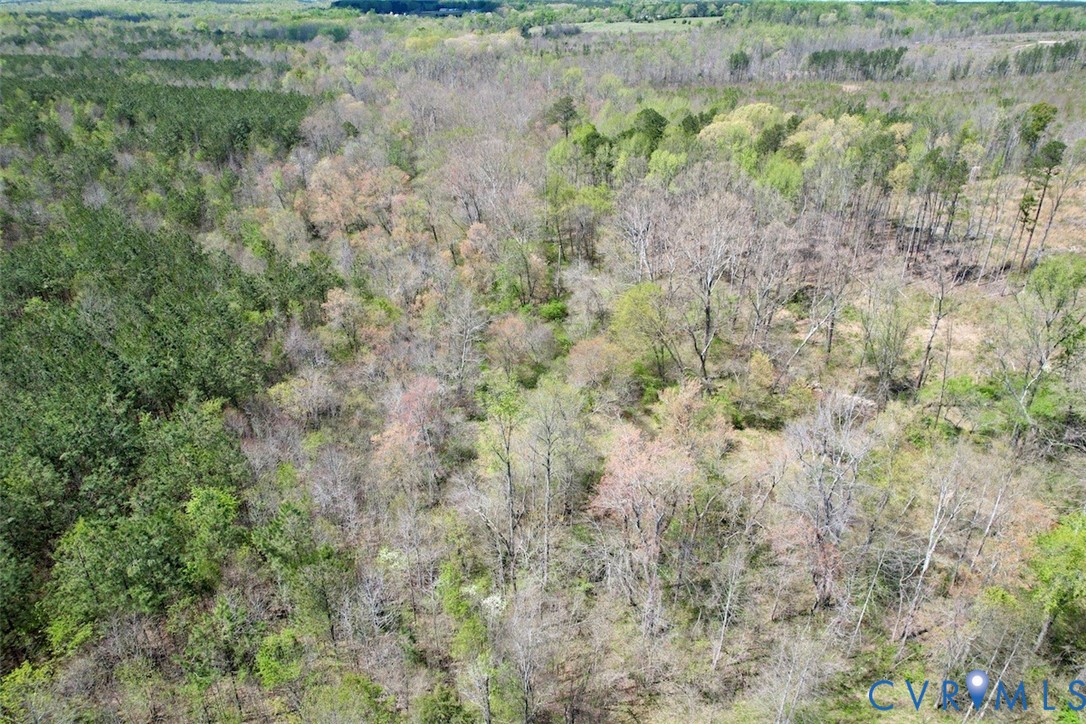 600 Mountain Hall Road Crewe, VA 23930 - Photo 7 of 49 a view of a forest with a tree