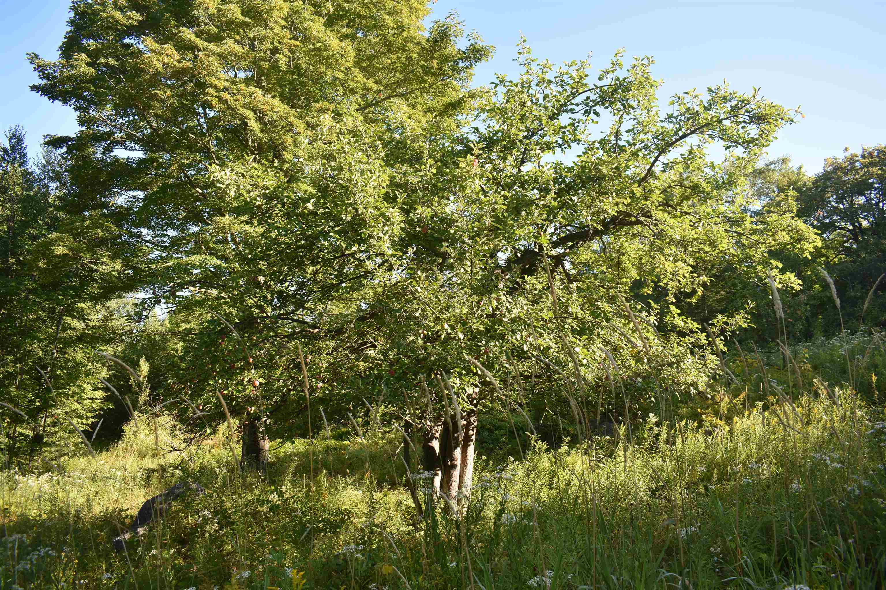 1982 Robtoy Road Lowell, VT 05847 - Photo 48 of 50