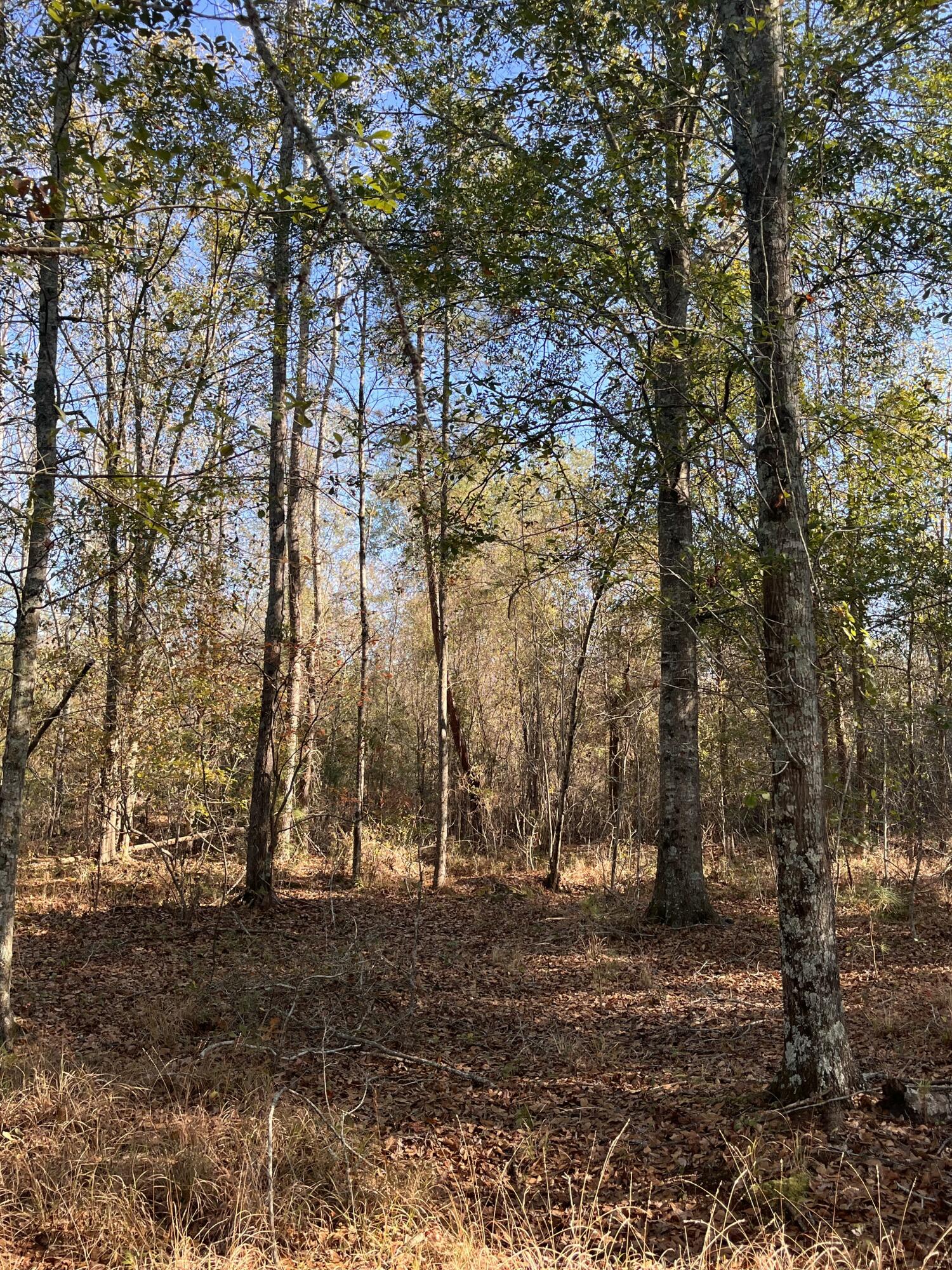 0 Trecer Road Cope, SC 29038 - Photo 1 of 10