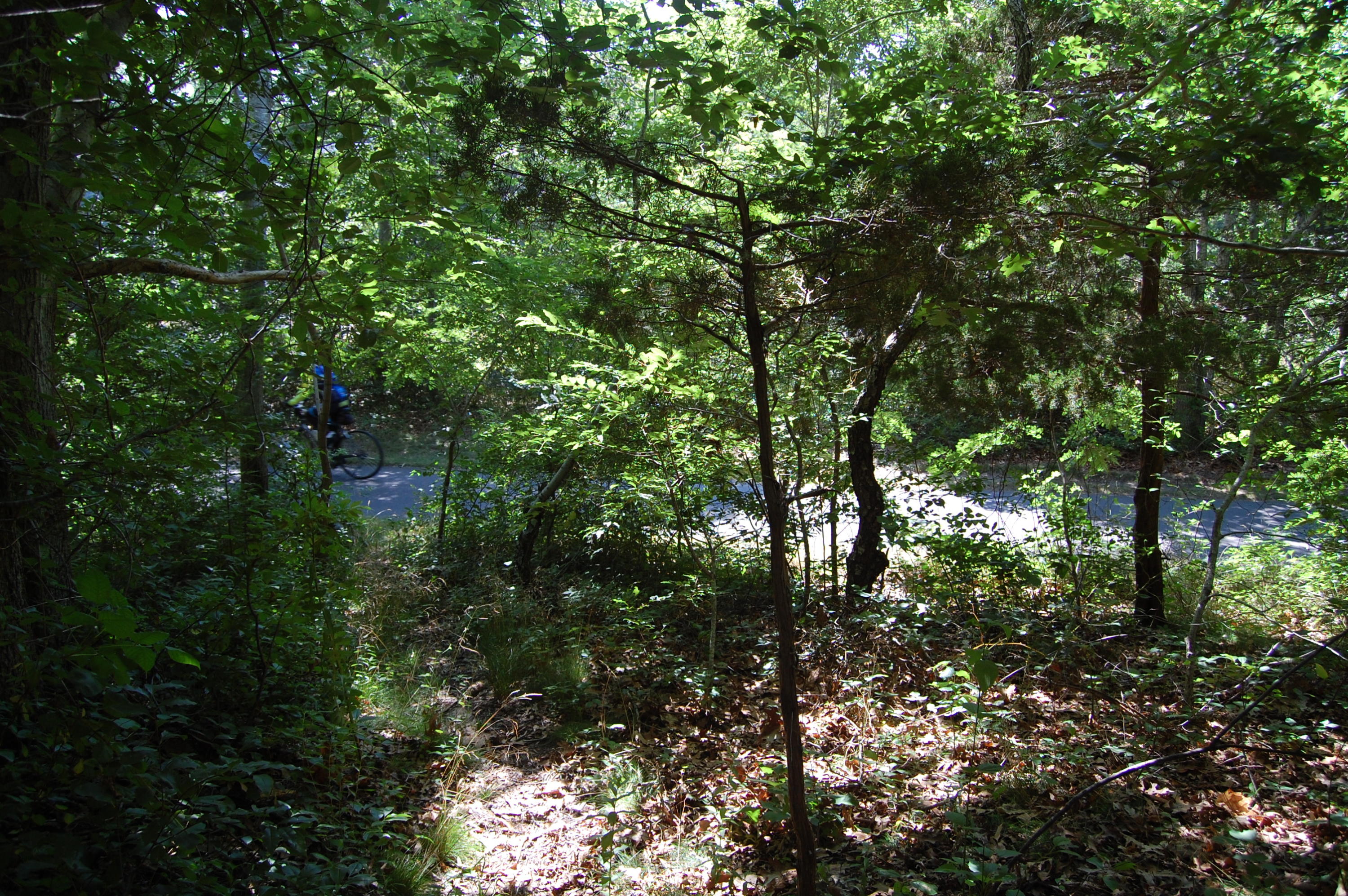 2055 Bridge Road Eastham, MA 02642 - Photo 20 of 22 a view of a tree