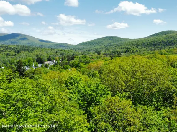 a view of a lush green forest