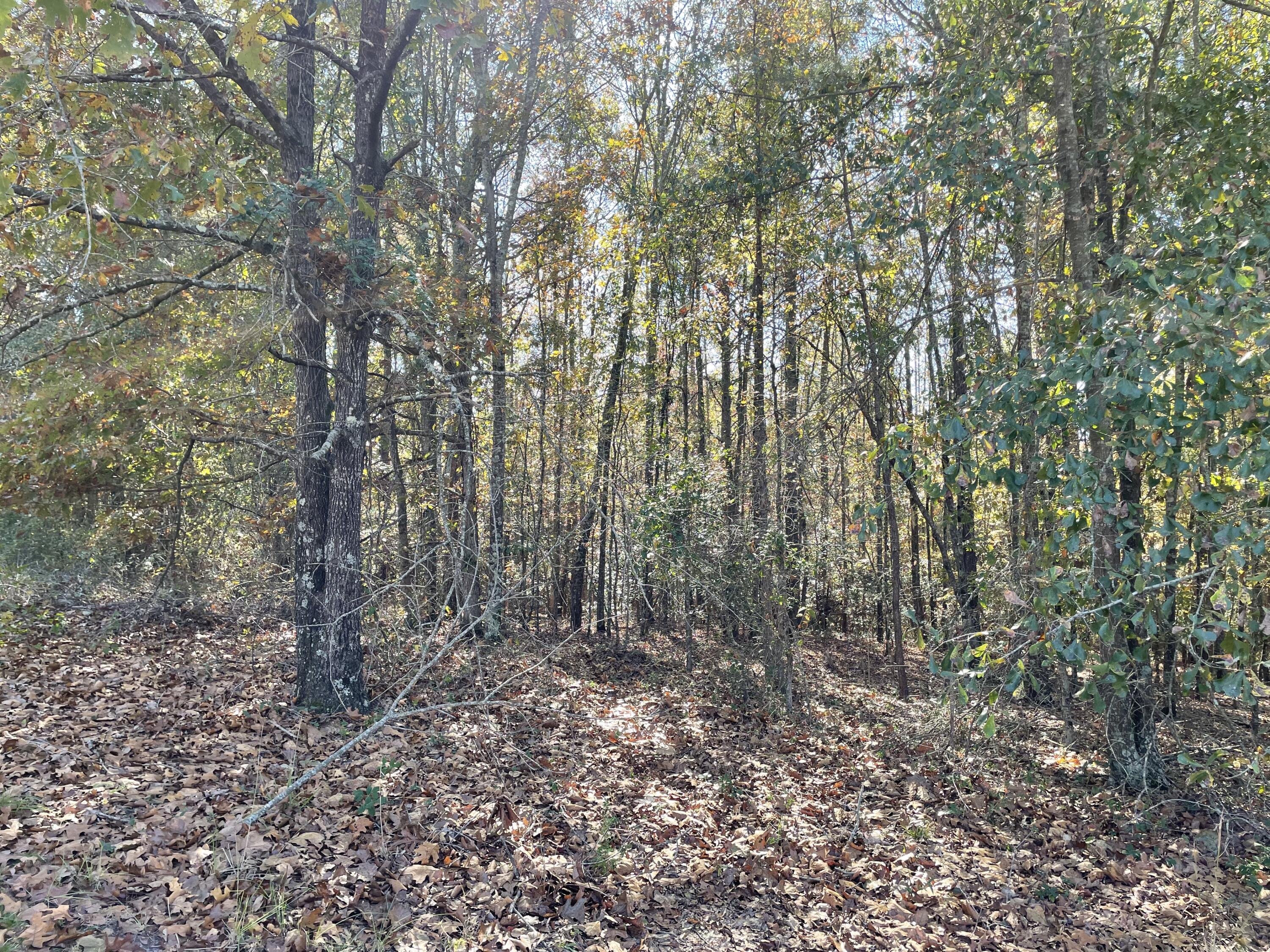 1579 Randall Hunt Road Dearing, GA 30808 - Photo 12 of 34 IMG_3988