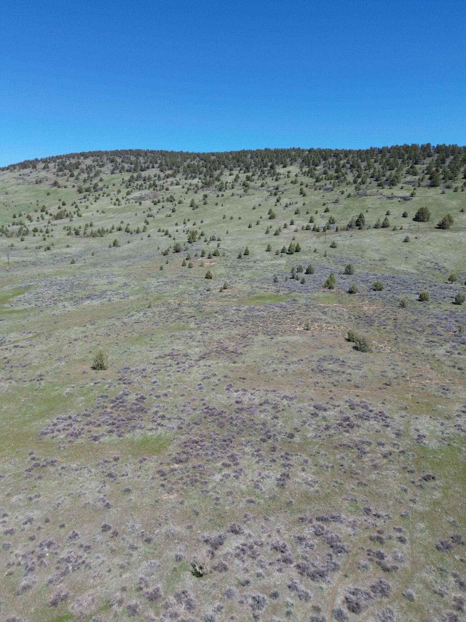 848 Co Rd 87 Adin, CA 96006 - Photo 3 of 13 a view of a dry yard with lots of trees