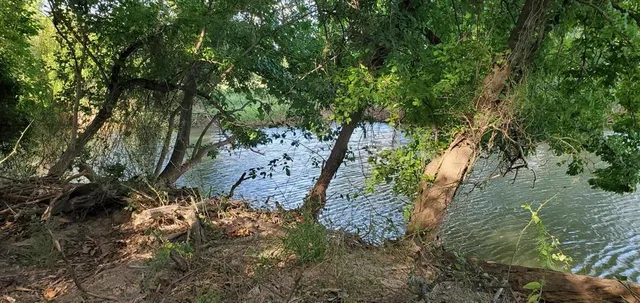 a view of a yard with plants and large trees