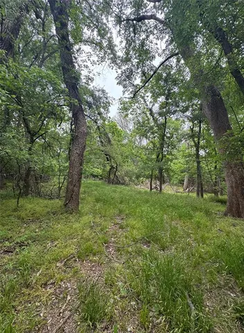 a view of a lush green forest