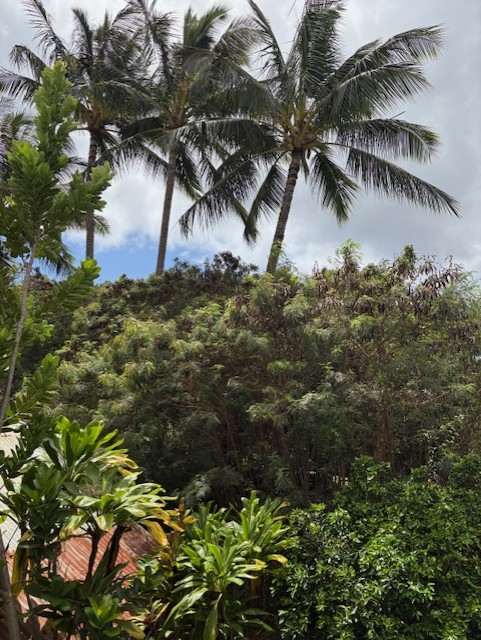 3861 Koula Road Hanapepe, HI 96716 - Photo 26 of 28 a backyard of a house with lots of green space
