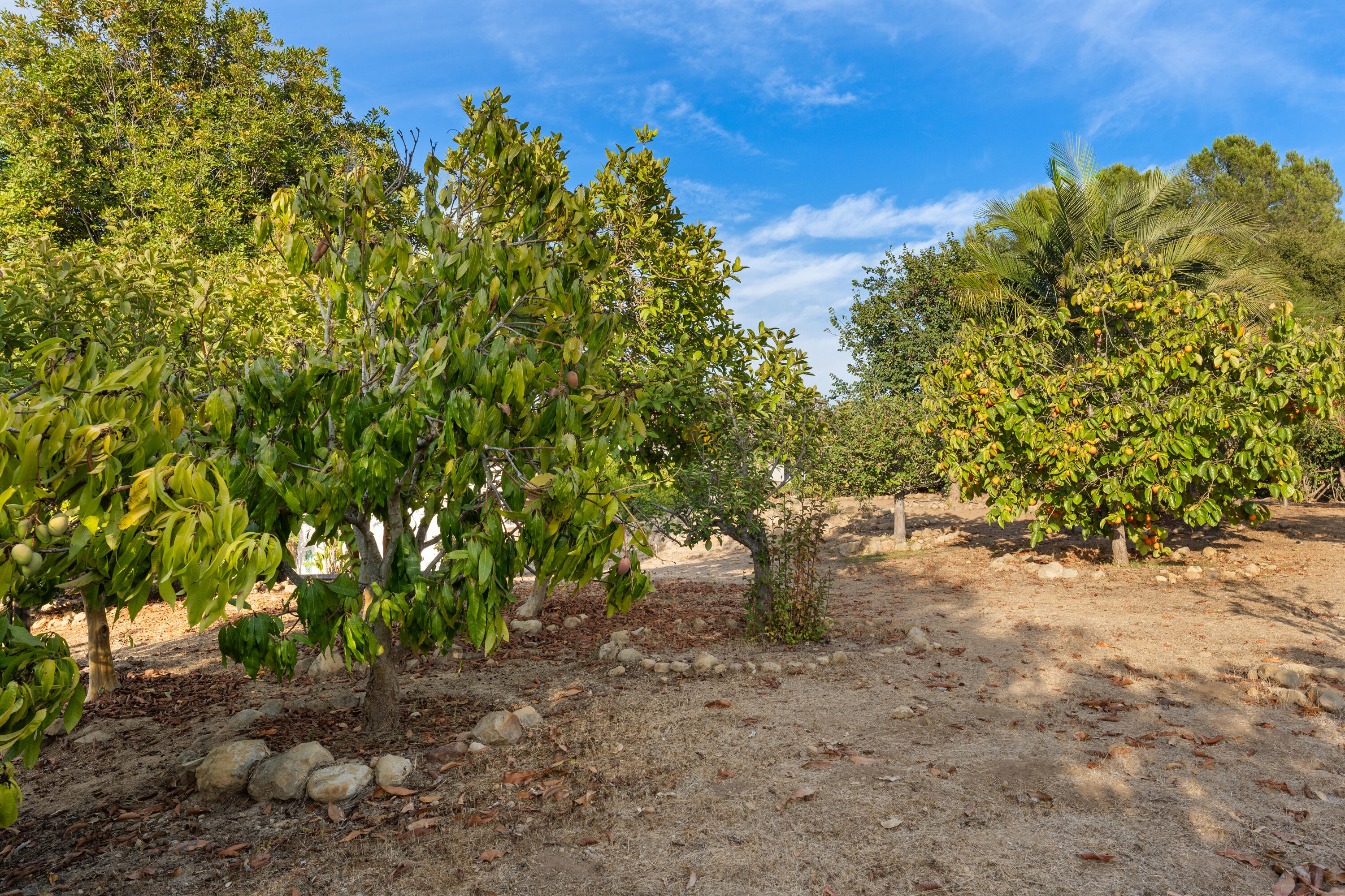 3919 Antone Road Santa Barbara, CA 93110 - Photo 34 of 38 a view of a yard with a tree