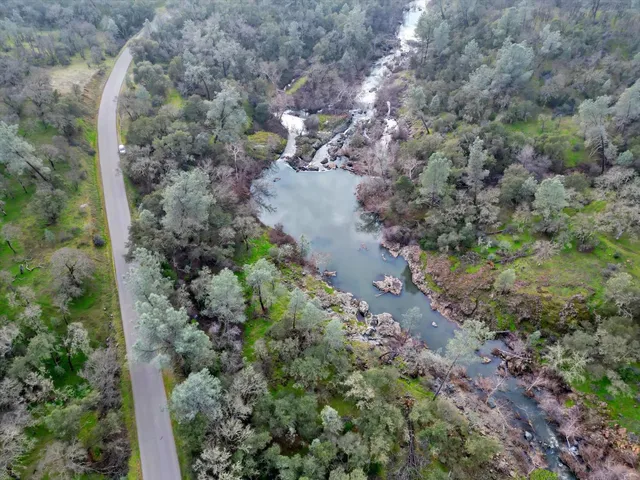 a view of a forest with a tree