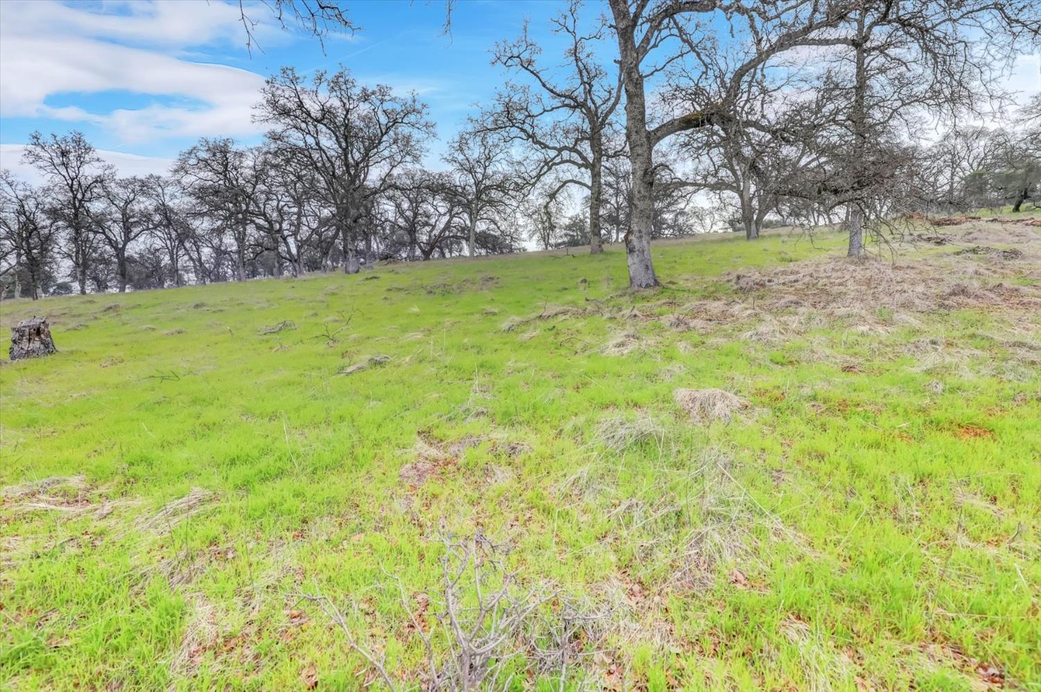 0 Scott Forbes Road Browns Valley, CA 95918 - Photo 25 of 78 a view of yard with trees