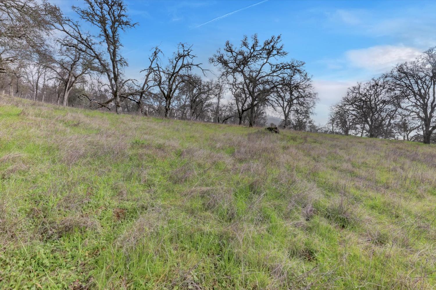 0 Scott Forbes Road Browns Valley, CA 95918 - Photo 27 of 78 a view of a yard with a tree