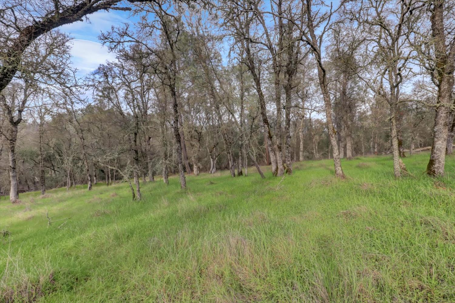 0 Scott Forbes Road Browns Valley, CA 95918 - Photo 33 of 78 a view of a park with large trees