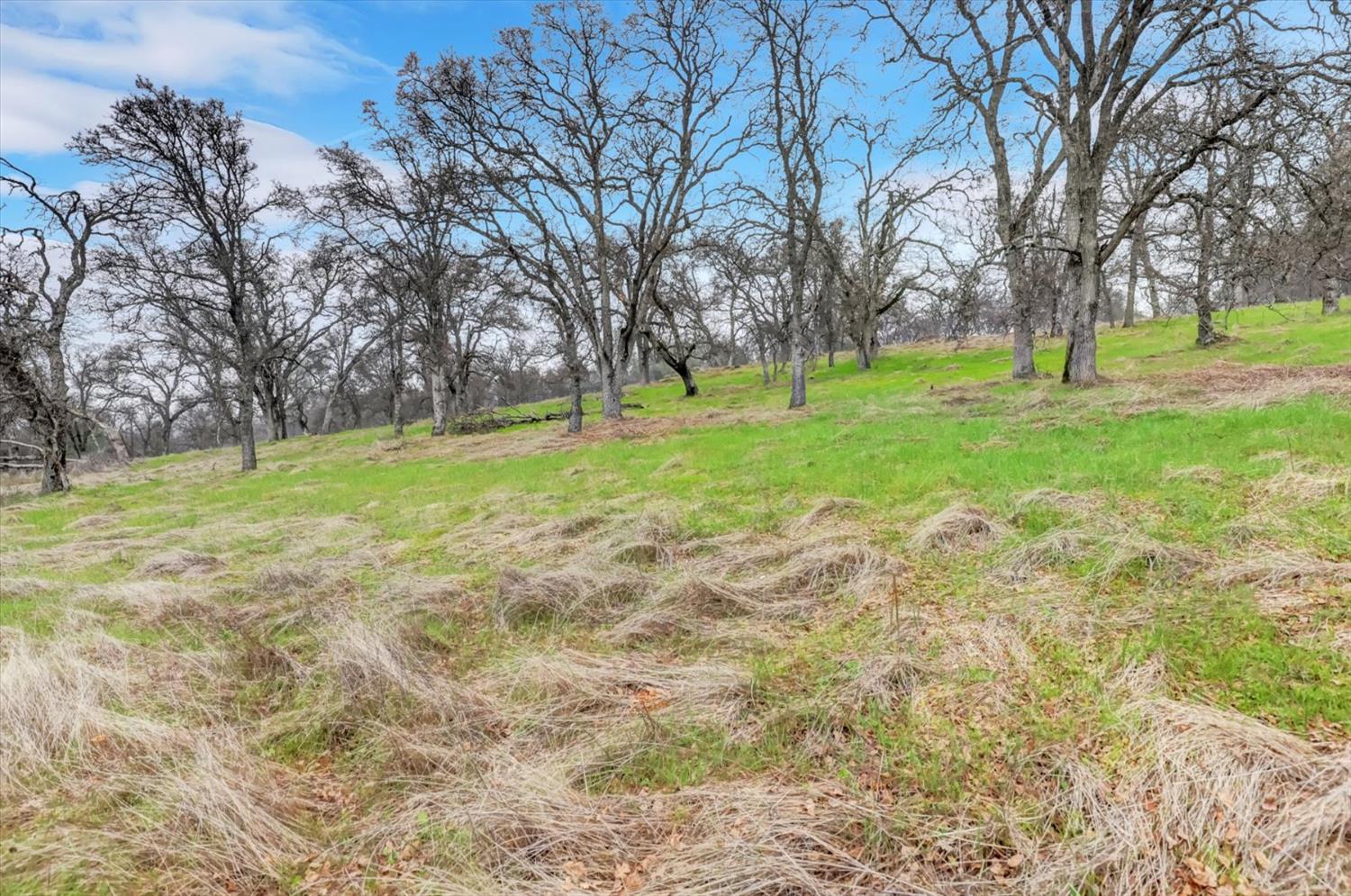 0 Scott Forbes Road Browns Valley, CA 95918 - Photo 34 of 78 a view of field with trees