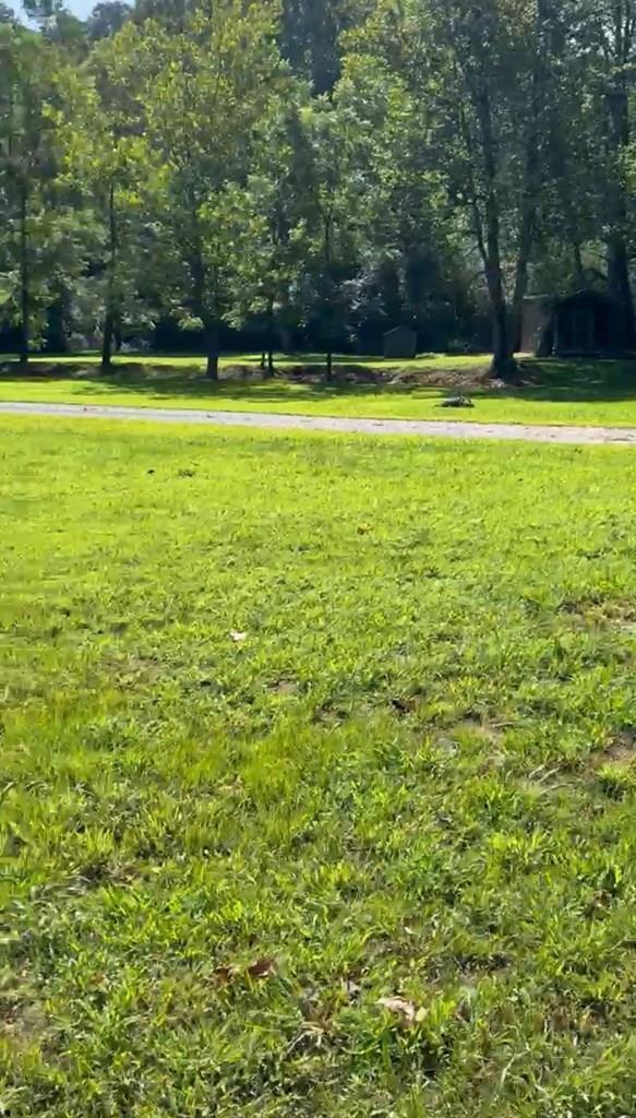 358 Piney Spur Road Ellijay, GA 30536 - Photo 2 of 4 a view of a large yard with an outdoor space