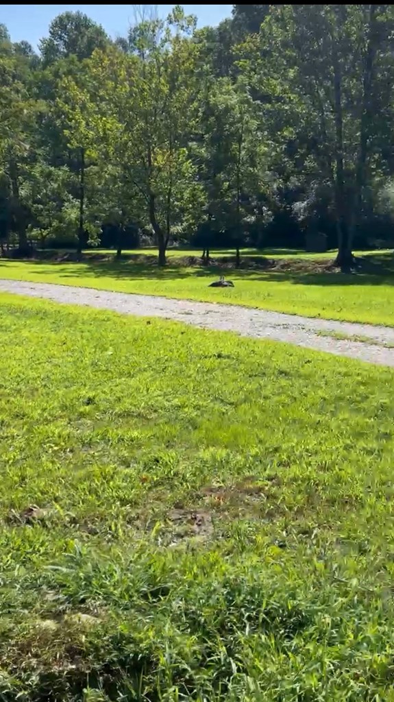 358 Piney Spur Road Ellijay, GA 30536 - Photo 4 of 4 a view of a swimming pool and a yard in the back