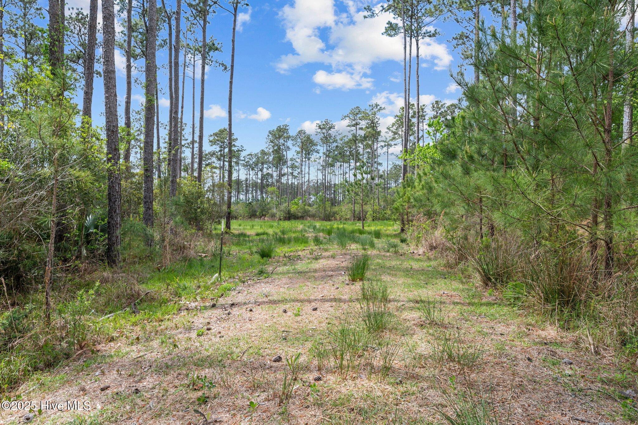 3411 Upper Neck Road Bayboro, NC 28515 - Photo 3 of 16 Turns off Driveway 1 to cleared homesite