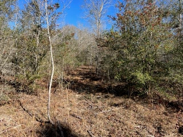 26541 Old Boggy Road Opp, AL 36467 - Photo 12 of 50 Gallery Image 12