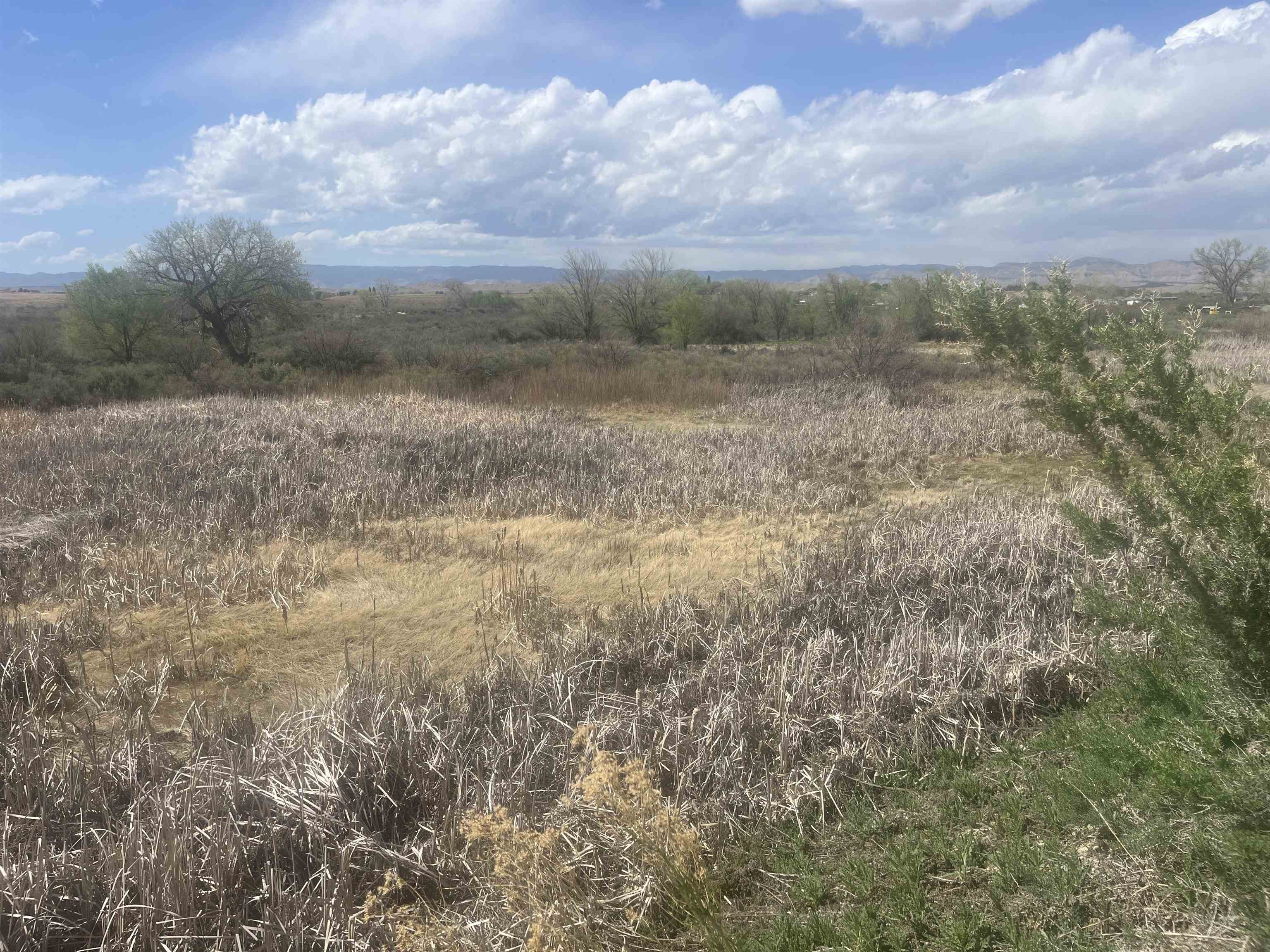 1729 10 Road Mack, CO 81525 - Photo 23 of 25 a view of a field with trees in background