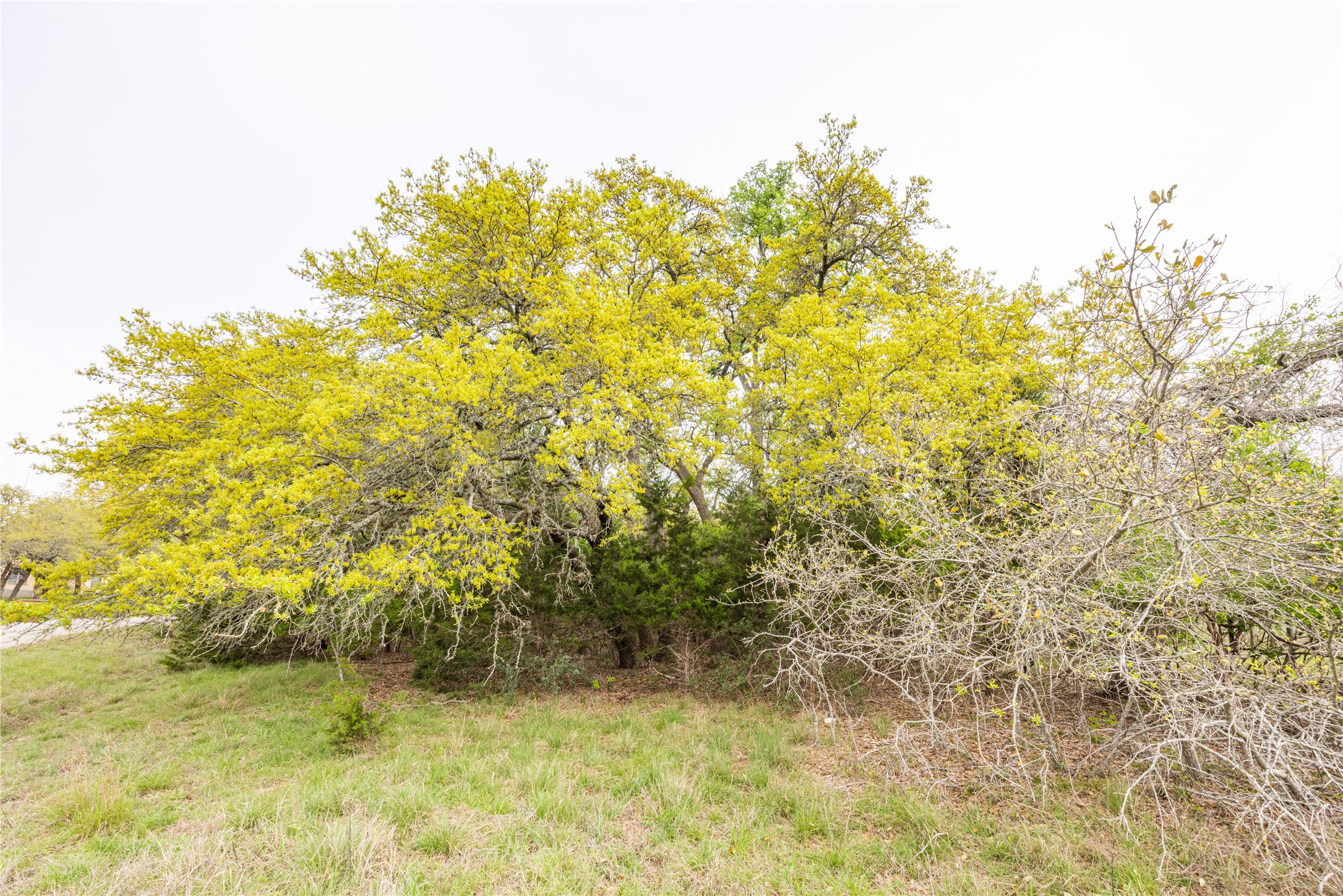 Tbd Tbd Logan's Way Blanco, TX 78606 - Photo 17 of 25 View of landscape