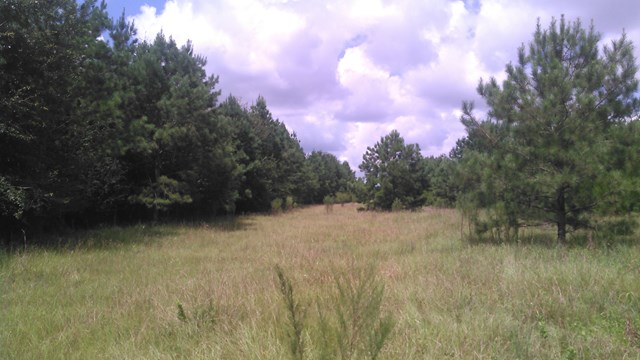 1 County Road 98 Abbeville, AL 36310 - Photo 1 of 1
