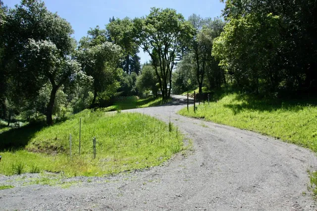 a view of a park with a tree