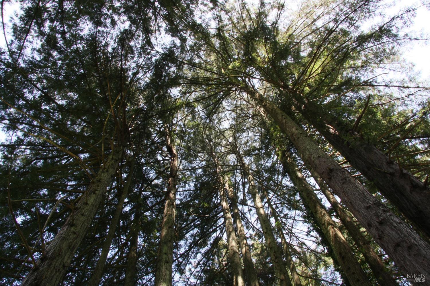 10966 Barnett Valley Road Sebastopol, CA 95472 - Photo 16 of 16 a view of tree