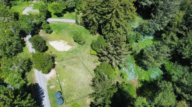 a view of a plant in a garden