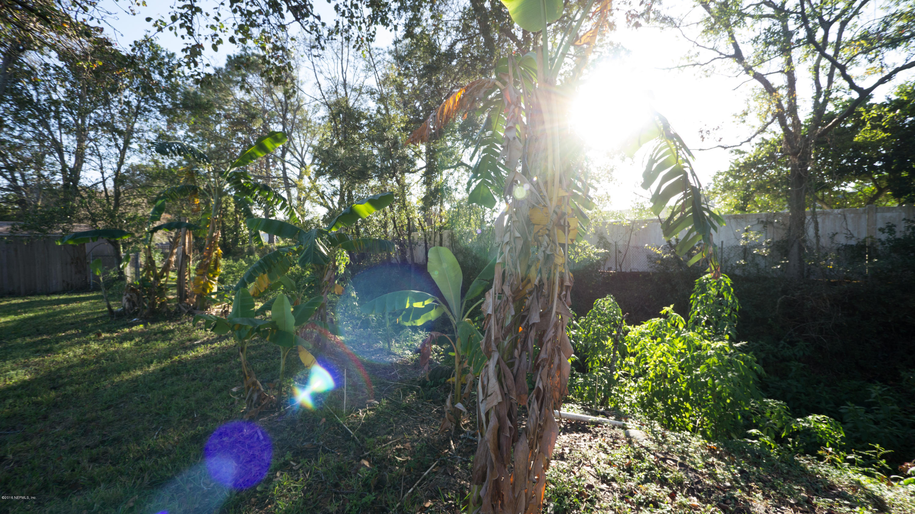 944 Aries Road West Jacksonville, FL 32216 - Photo 42 of 47 Creek & Banana Trees!