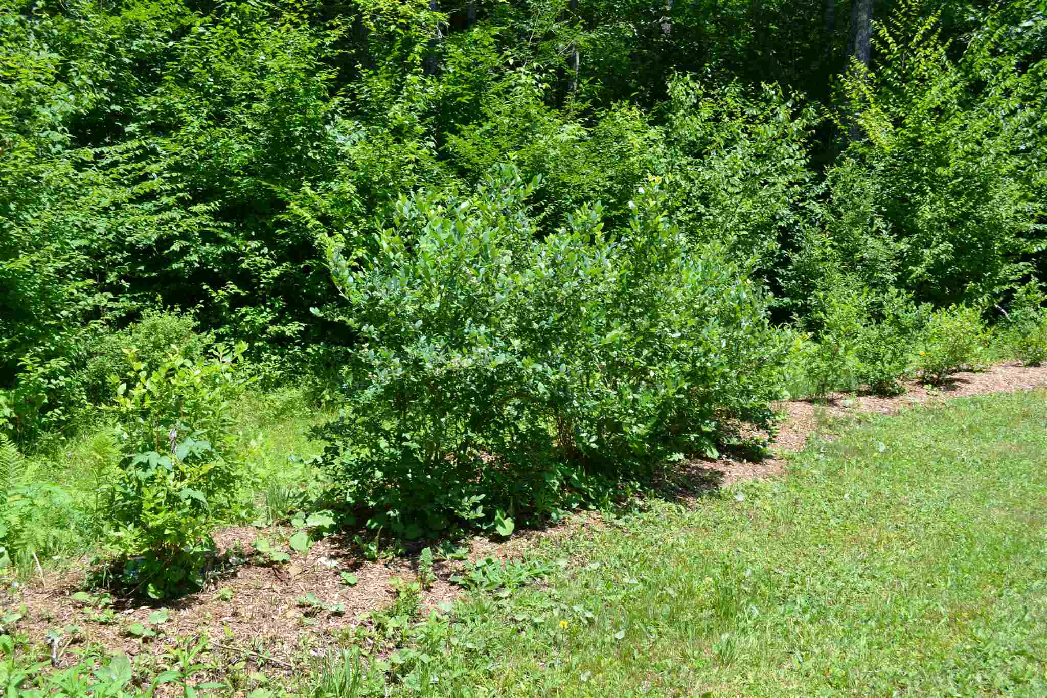 466 Dorman Road Andover, VT 05143 - Photo 7 of 16
