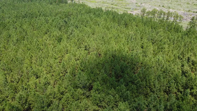 $599,000 | 0 Salem Road, Gable, SC 29051