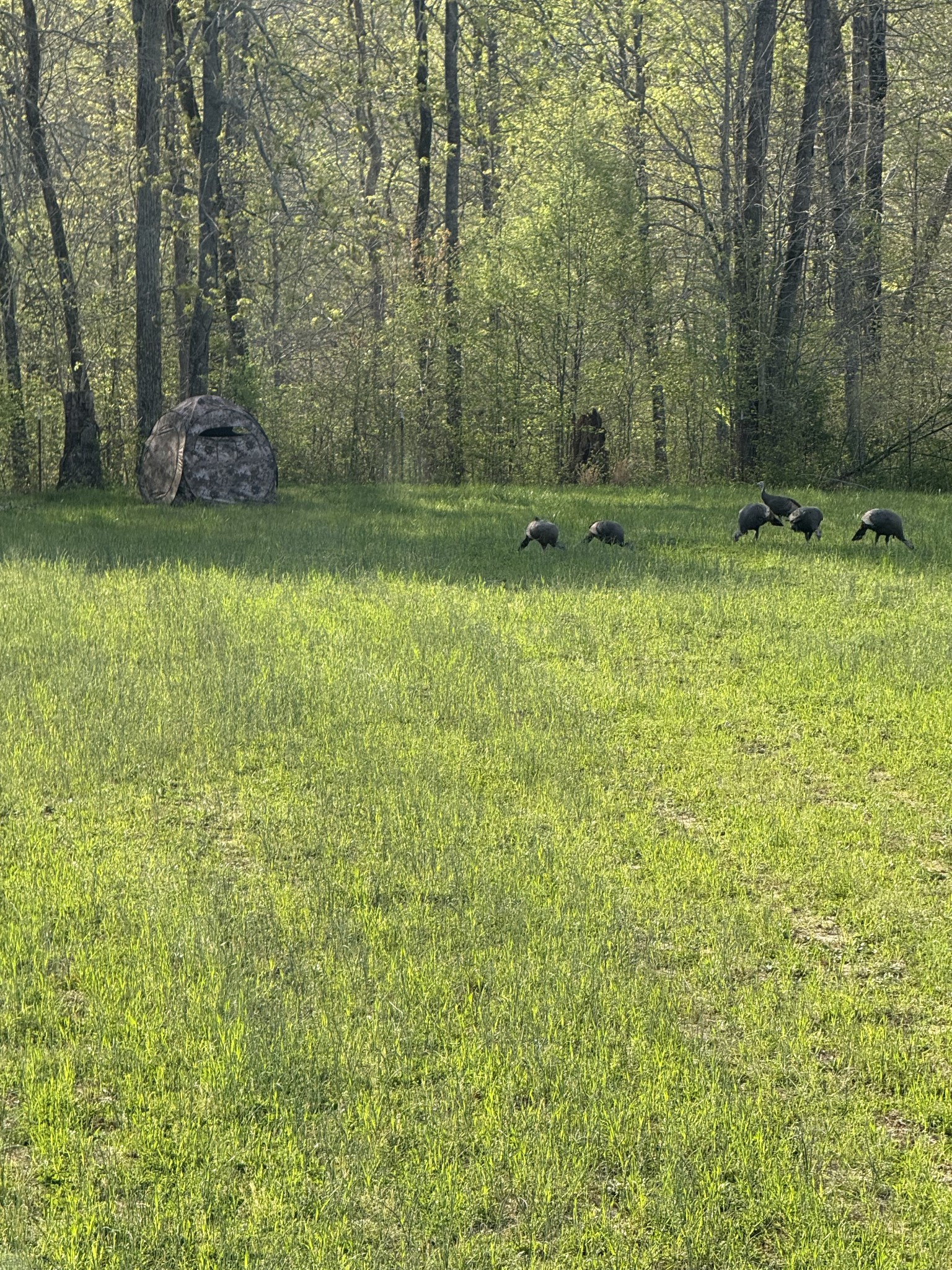 534 Whitney Branch Road Springville, TN 38256 - Photo 54 of 61 Gallery Image 54