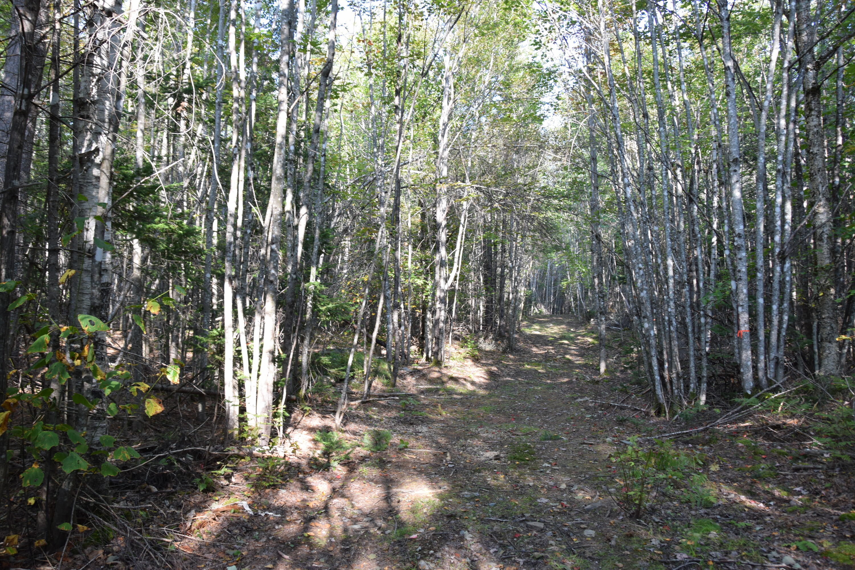 90 Tenney Hill Road Monson, ME 04464 - Photo 19 of 23 DSC_0019