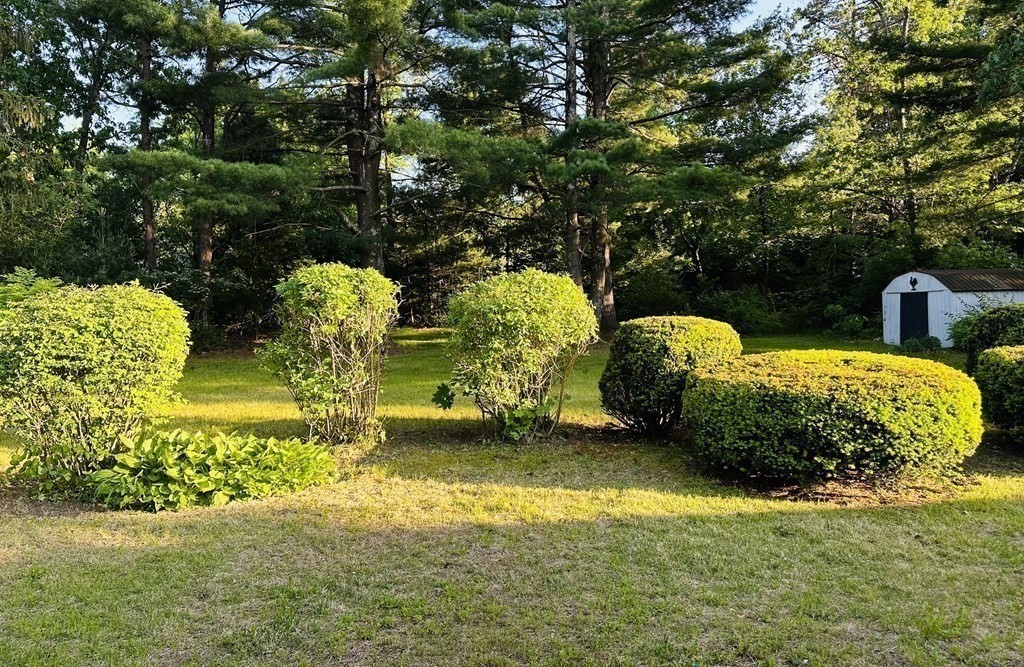 209 Birch Road Longmeadow, MA 01106 - Photo 13 of 13 a view of a garden with plants and large trees