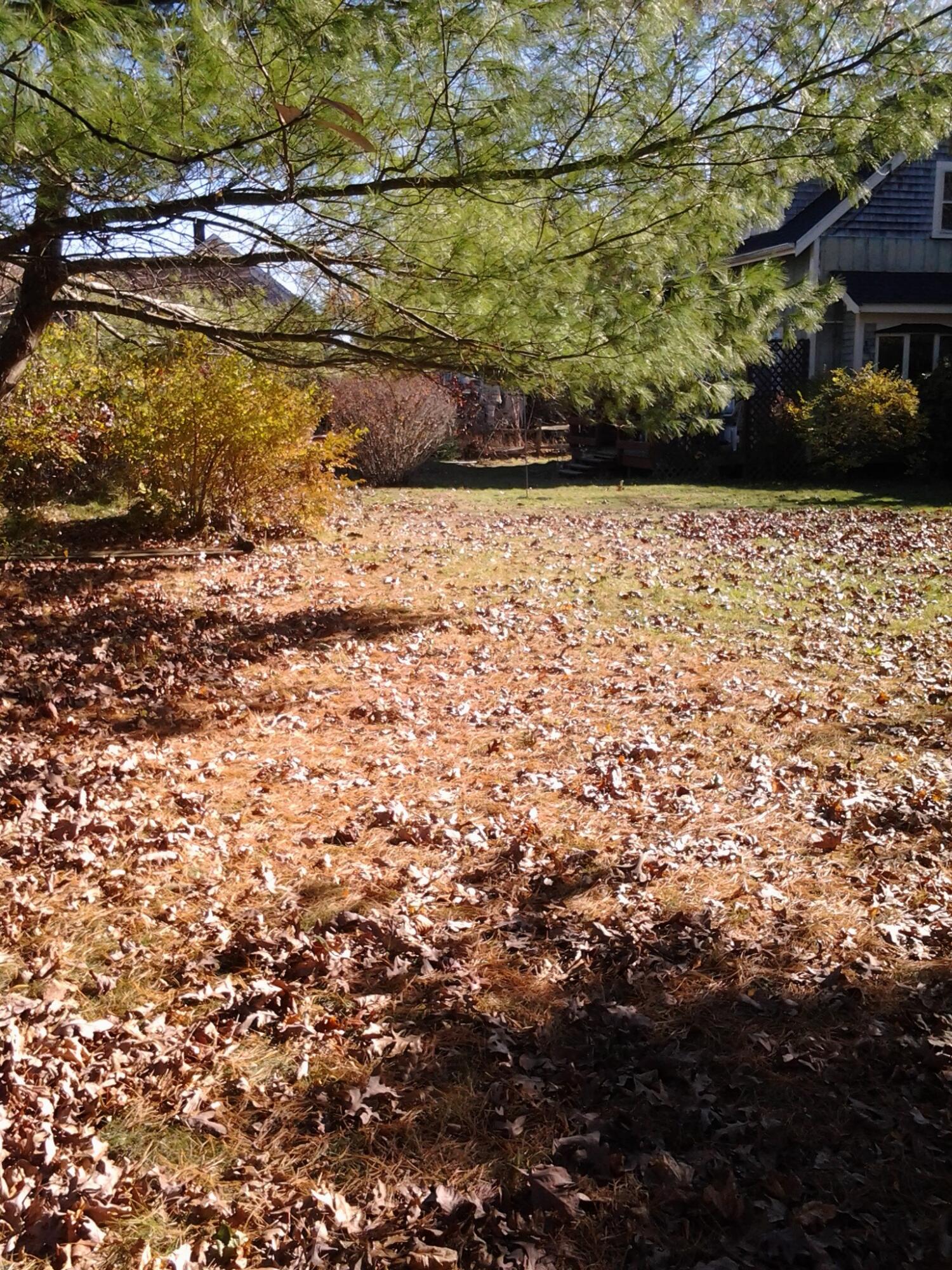 12 Walnut Street Hyannis, MA 02601 - Photo 3 of 19 wal yard 6-6