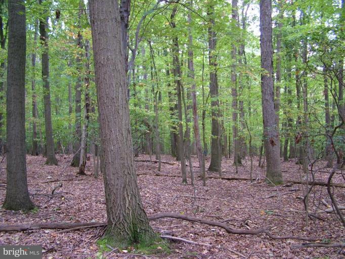 Stone Road Frederick, MD 21703 - Photo 3 of 8 Wooded View / Acreage 2