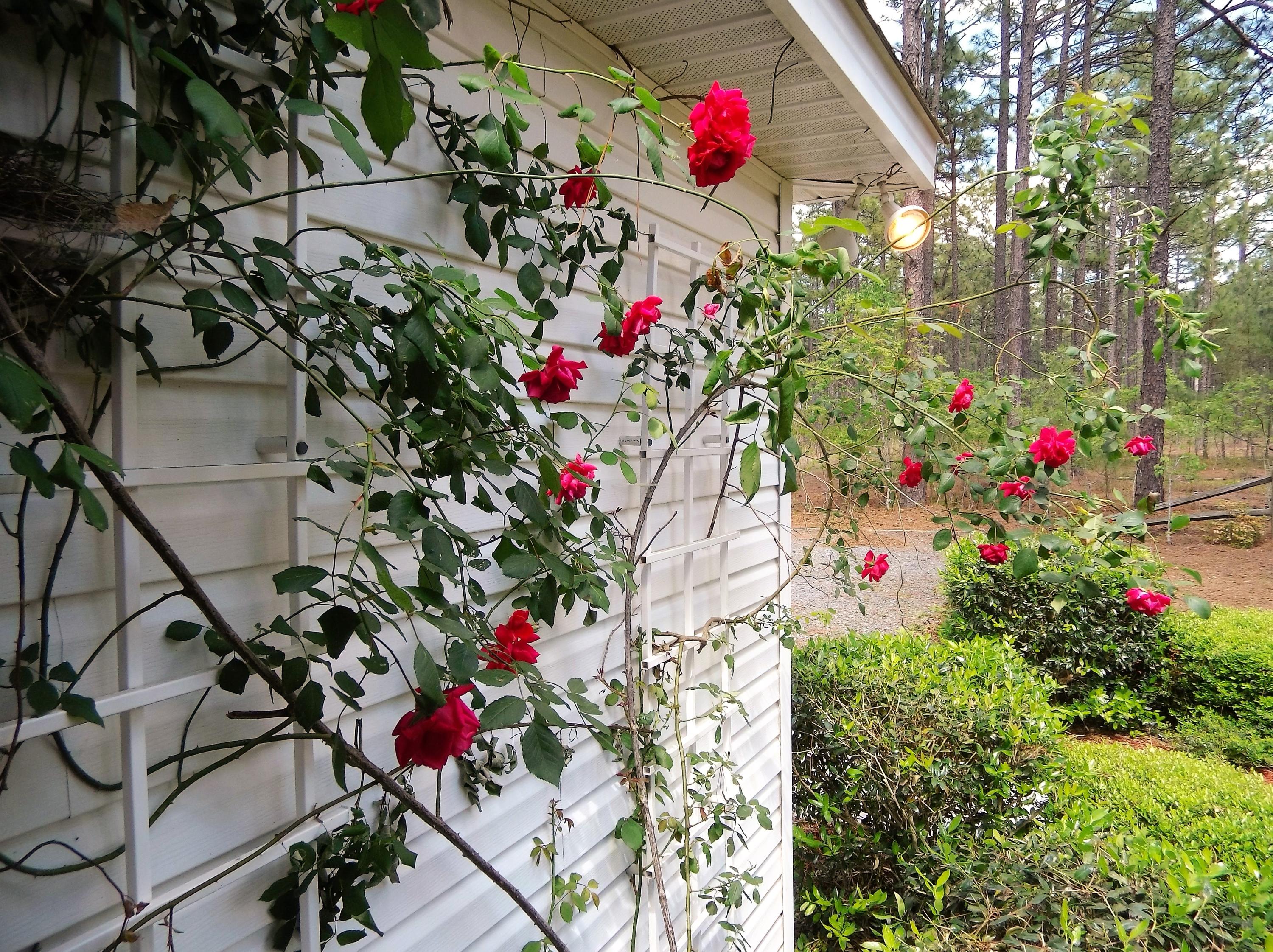 229 B Foxfire Road Aberdeen, NC 28315 - Photo 5 of 47 Classic beauty - white siding and climbing red roses.