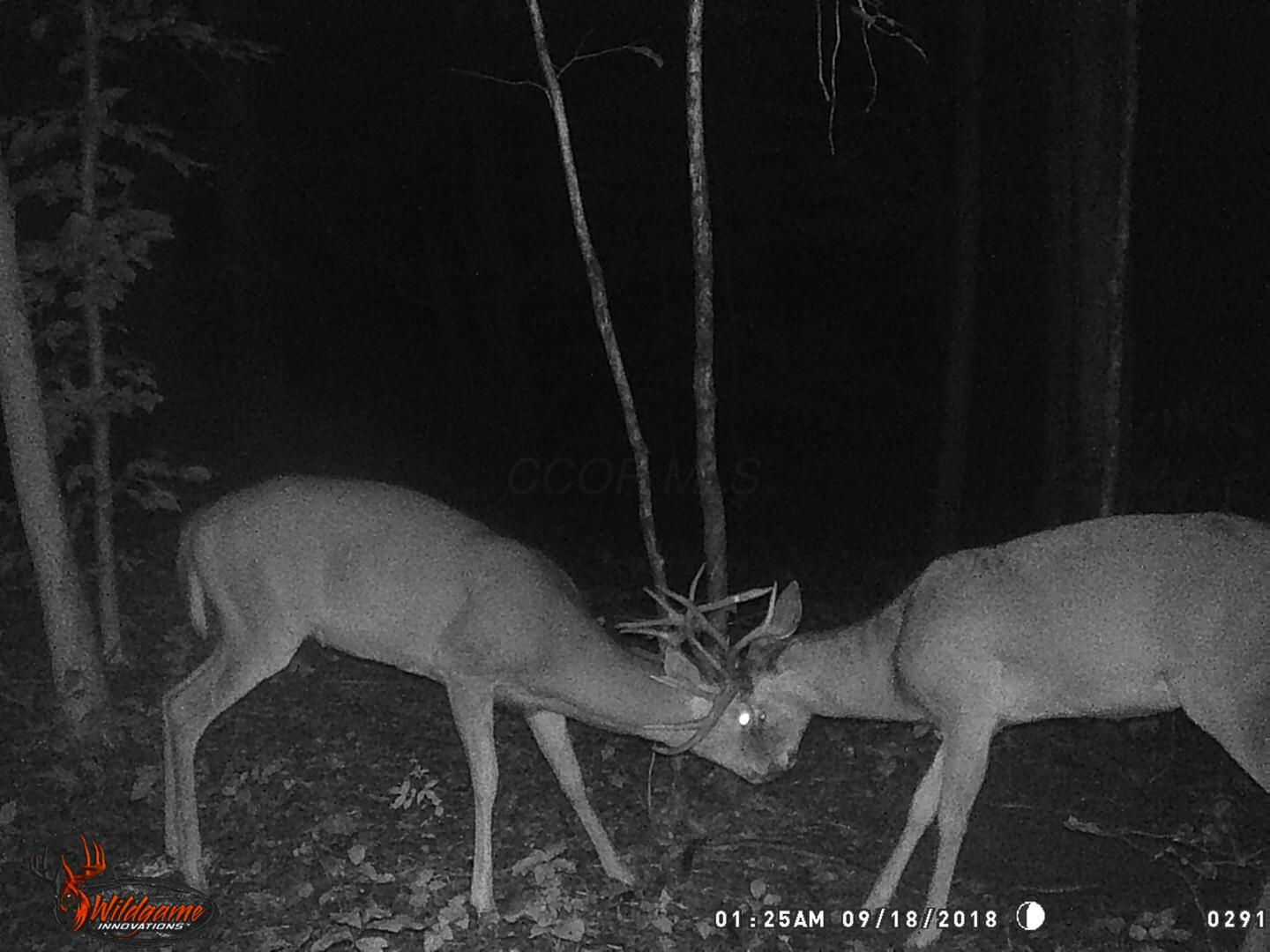 9615 Rural Dale Road Blue Rock, OH 43720 - Photo 73 of 83 9615 Rural Dale Rd-73