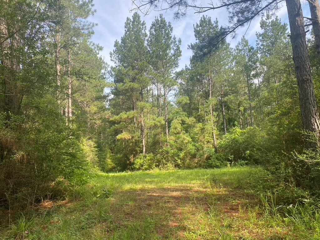 575 Jayess Road Jayess, MS 39641 - Photo 12 of 38 Photo 12