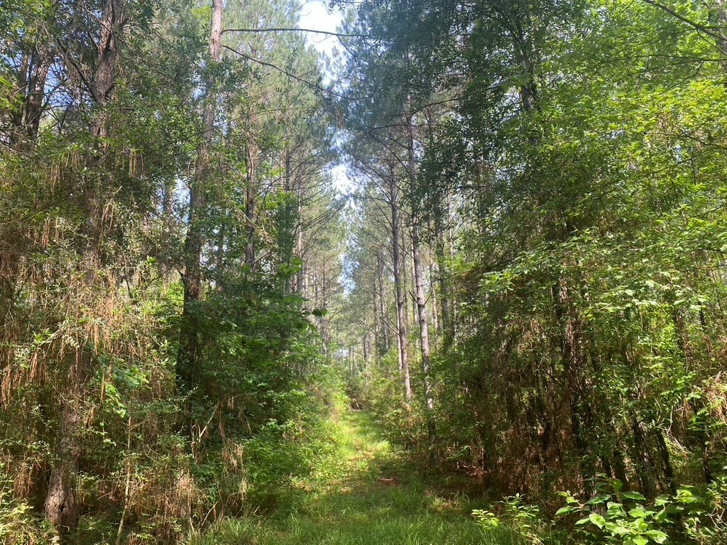575 Jayess Road Jayess, MS 39641 - Photo 13 of 38 Photo 13