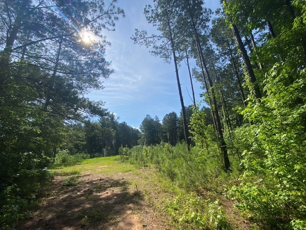 575 Jayess Road Jayess, MS 39641 - Photo 3 of 38 Photo 3