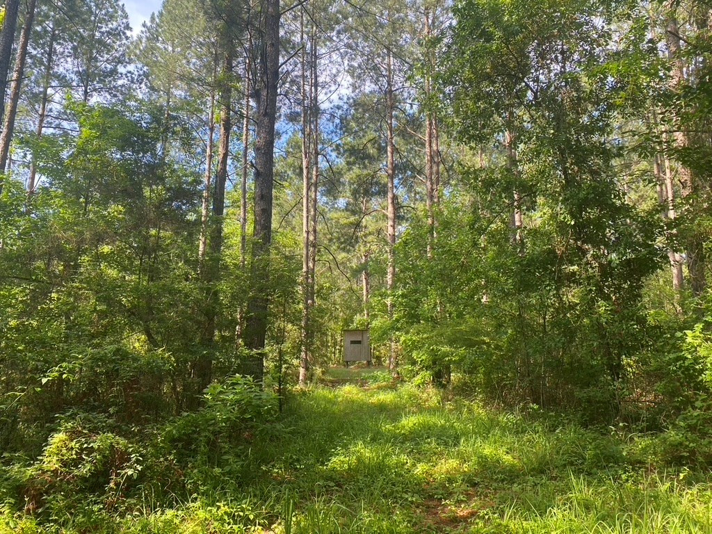 575 Jayess Road Jayess, MS 39641 - Photo 5 of 38 Photo 5
